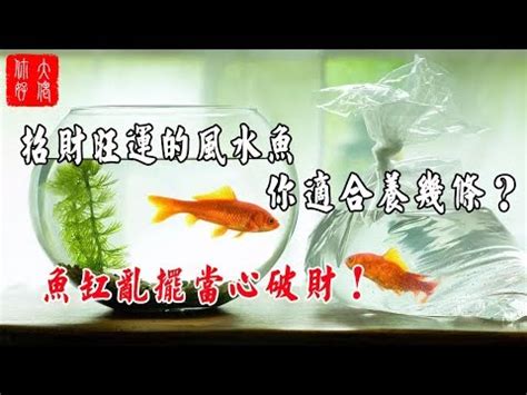 招財小型魚|一文睇清招財魚種類 